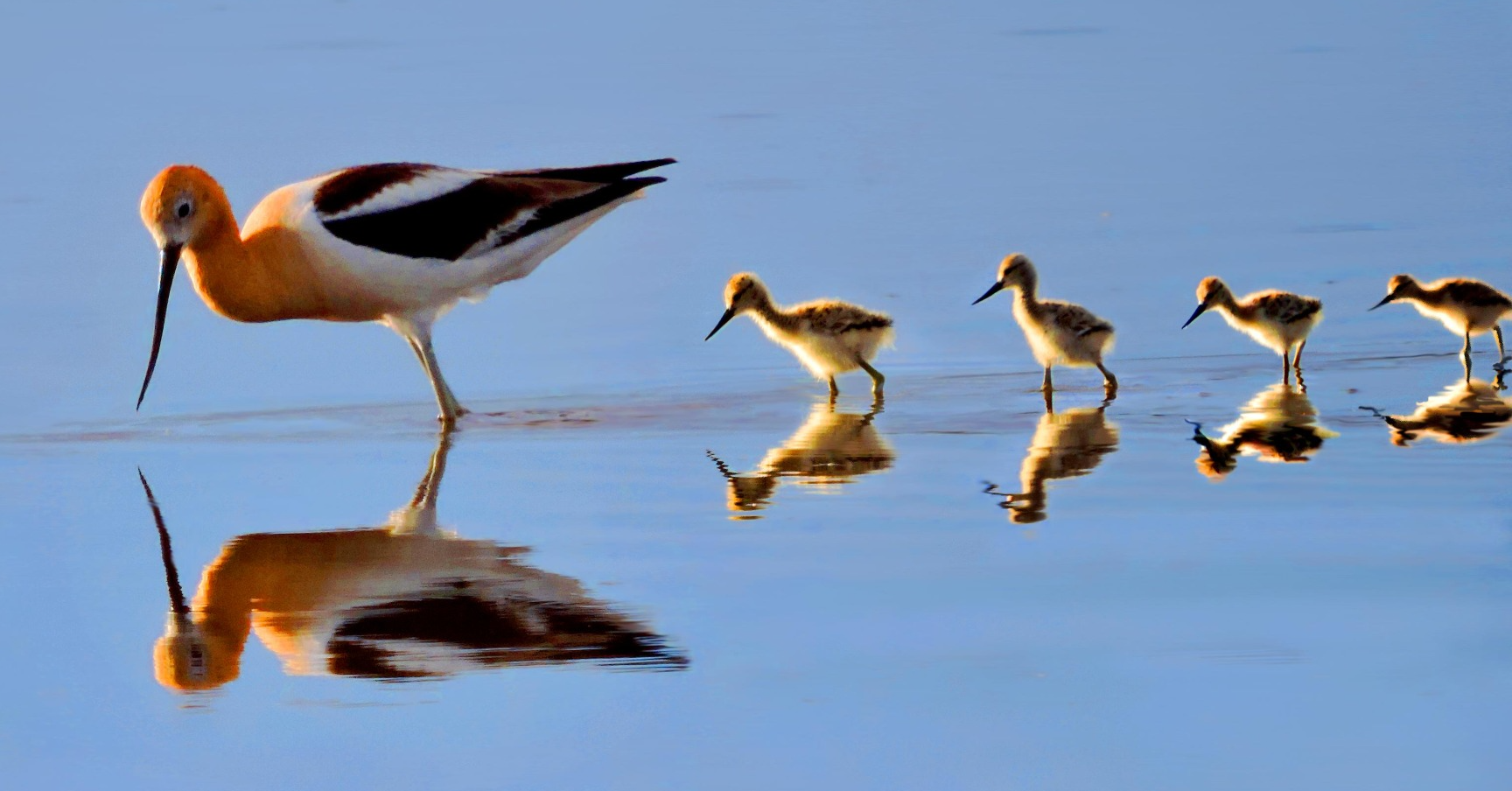 Appreciating the American avocet