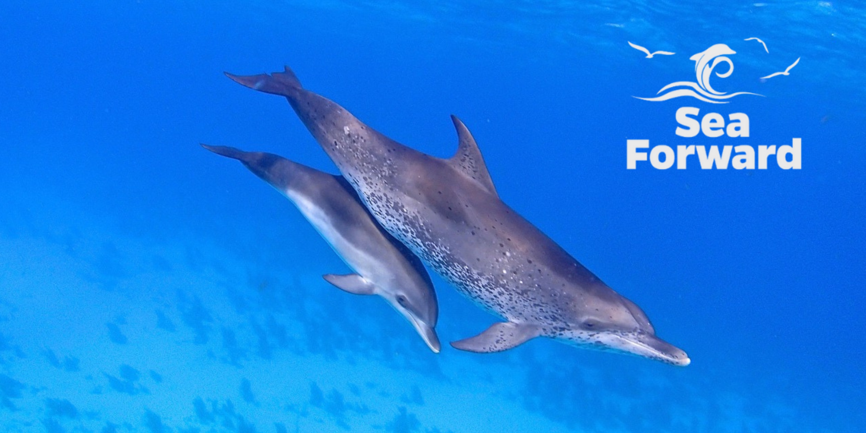 Sea Forward Ocean Health Fund