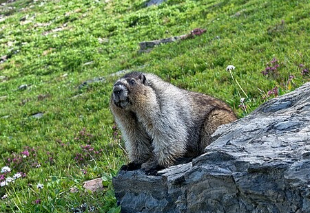 Ode to Hoary marmot