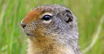 Columbian ground squirrel