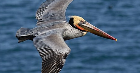 Pelican Followers