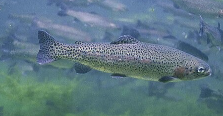 Rainbow Trout Investment
