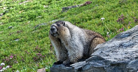 Ode to Hoary marmot