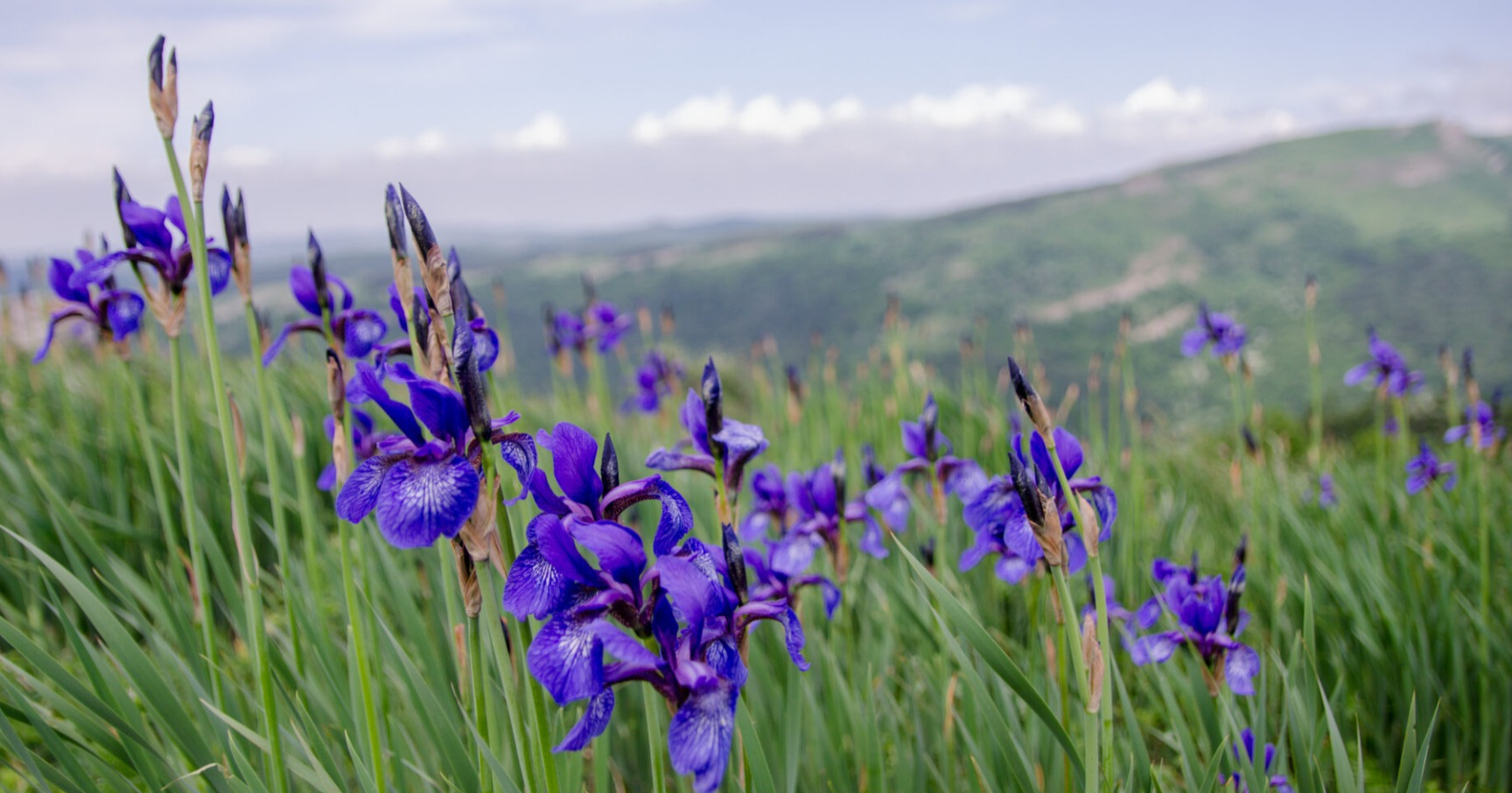 Ode to Wildflowers Investment