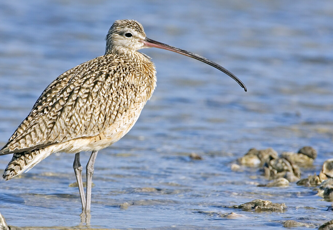 Celebrating Curlews