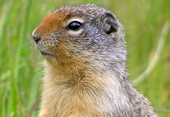 Columbian ground squirrel