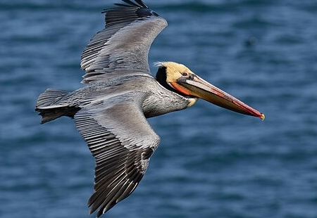 Pelican Followers