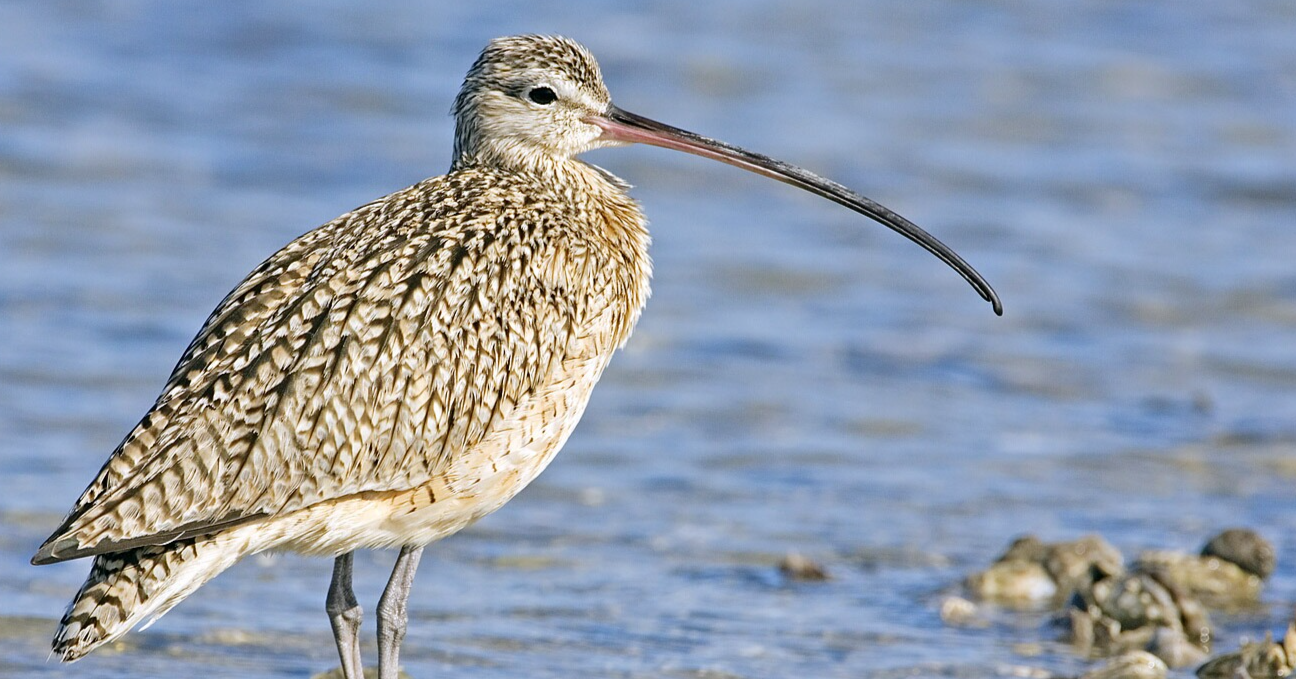 Celebrating Curlews